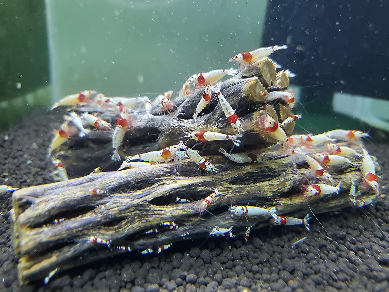 Natural Cholla Wood for Aquarium Decoration, Shrimp, Hermit Crab, Chew Toys for Small Pets