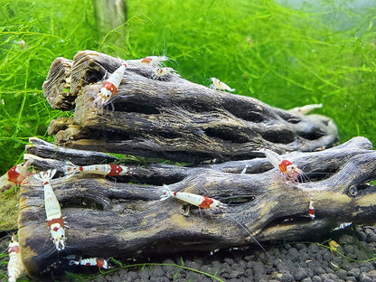 Natural Cholla Wood for Aquarium Decoration, Shrimp, Hermit Crab, Chew Toys for Small Pets