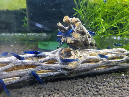 Natural Cholla Wood for Aquarium Decoration, Shrimp, Hermit Crab, Chew Toys for Small Pets